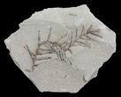 Metasequoia (Dawn Redwood) Fossil - Montana #62336-1